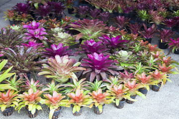 Bromeliad flower in the garden with nature