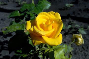 Yellow rose with dew drops on a summer sunny morning