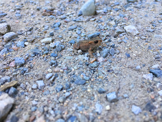 baby frog