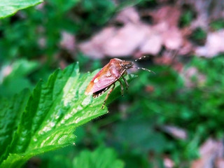 Bug close up against the background of a juicy green ratitelnost