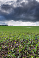 Agricultural landscape after rain.