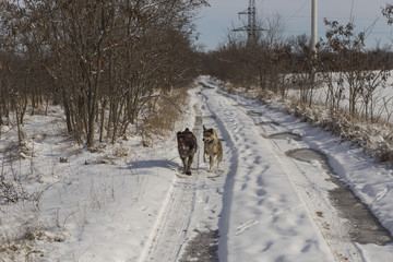 German Wirehaired Pointer. Deutsch Drahthaar. A dog is playing in the snow.