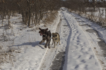 German Wirehaired Pointer. Deutsch Drahthaar. A dog is playing in the snow.