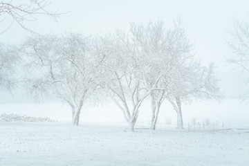 Fototapeta na wymiar Blizzard at farm in countryside. Fields covered in fog, snow covered trees.