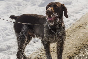 German Wirehaired Pointer. Deutsch Drahthaar. A dog is playing in the snow.