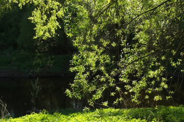 Fototapeta premium Rzeka Desna w lesie
