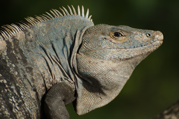 Fototapeta premium Kopf eines Leguans in Costa Rica