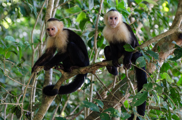Zwei Kapuzineraffen sitzen auf eim Ast, Costa Rica