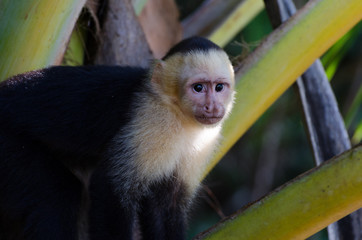 Kapuzineräffchen Costa Rica