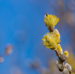ein Weidenkätzchen blüht im Frühling