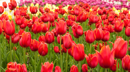Obraz premium beautiful red tulips