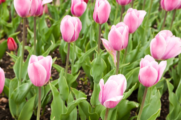 Obraz premium beautiful pink tulips