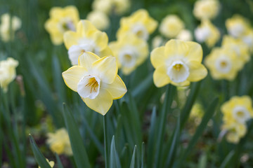 Naklejka na ściany i meble Flowers of daffodils blossom in the spring
