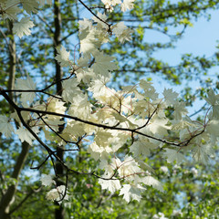 Acer platanoides Walderseei grows in the park