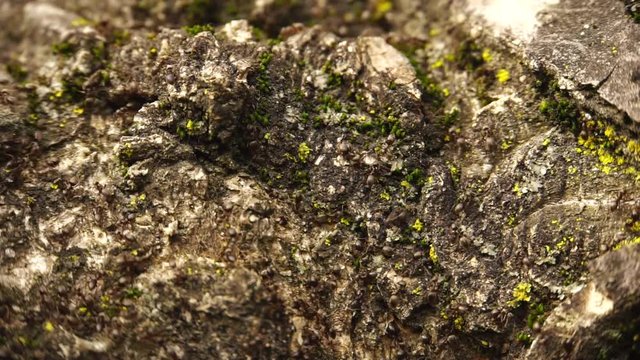 Close-up of the awakened march ants Lasius alienus on the bark of a tree
