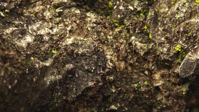 Young dark ants Lasius alienus run in spring on bark of a tree