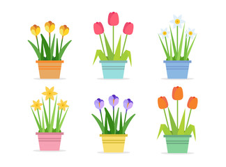 Spring flowers - set of vector illustrations in flat style with different flowers in pots. Tulips, Narcissus, Crocus
