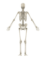 Human Skeleton Anatomy Isolated