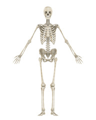 Human Skeleton Anatomy Isolated