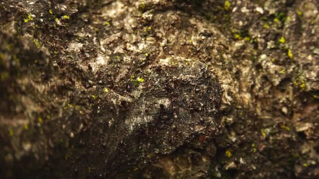 Spring field ants Lasius alienus move on bark of a tree in foothills of the Caucasus