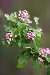 Early blowing hawthorn