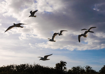 A flock of seagulls flying near the coast of Vero Beach, Florida.