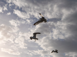 Fototapeta na wymiar Three seagulls flying near the coast of Vero Beach, Florida.