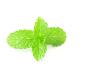 Mint leaves isolated on white background.