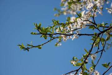 Spring blossom