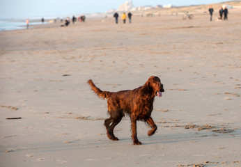 Red setter dog having fun on a beach