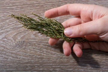 One separate dry leaf in hand