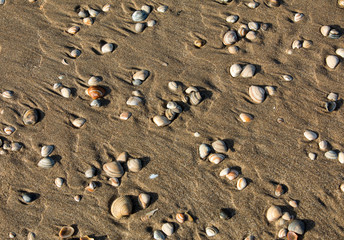 Little sea shells and stones on sand