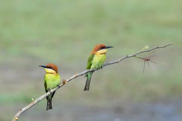 Pair of Chestnut-headed bee-eaters or Merops leschenaulti perching on tree branch , Thailand