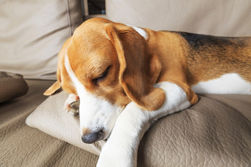 Tired beagle dog