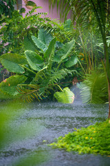 Rain in the tropics. Beautiful thickets and a river.