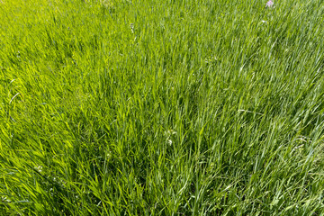 lawn with green grass, Sunny, vegetation