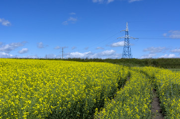 path in the field of flowering canola, electric towers, power poles