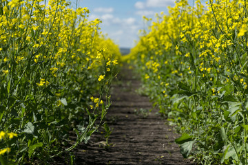 path in the field with flowering plants, blooming canola, yellow flowers