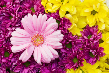 Lila und gelbe Chrysanthemen und rosa Gerbera als natürliches Hintergrund Motiv