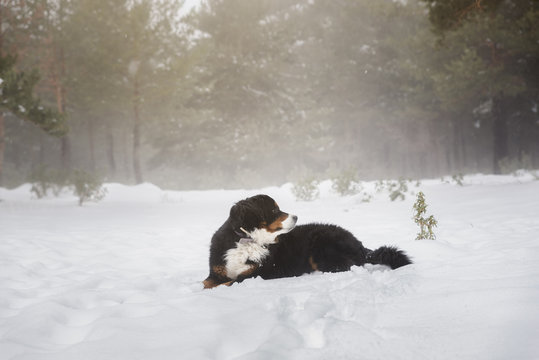 Bernese mountain dog is resting on the snowy forest in a winter sunny day.