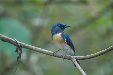 Blue-throated Blue Flycatcher