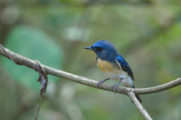 Blue-throated Blue Flycatcher
