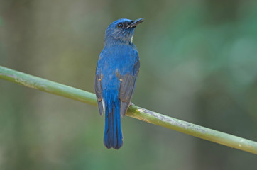 Blue-throated Blue Flycatcher