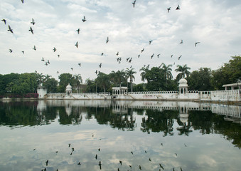 Pigeons flying over the lake, Udaipur, Rajasthan