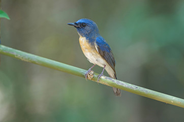 Blue-throated Blue Flycatcher