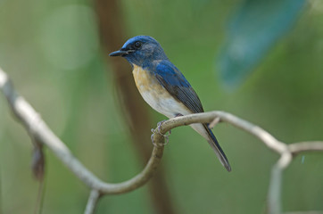 Blue-throated Blue Flycatcher