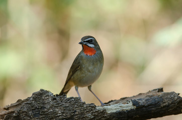 Siberian Rubythroat bird (luscinia Sibilans)