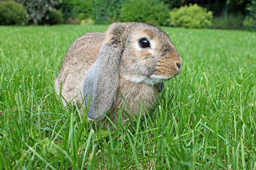 Brown Lop-earred rabbit  on green grass background. Springtime.