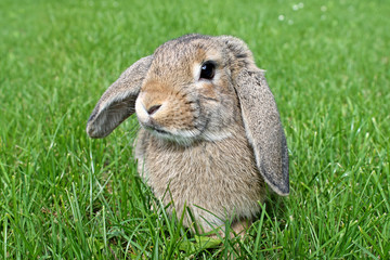Brown Lop-earred rabbit  on green grass background. Springtime.