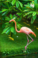 The pink Caribbean flamingo goes on water. Pink flamingo goes on a swamp